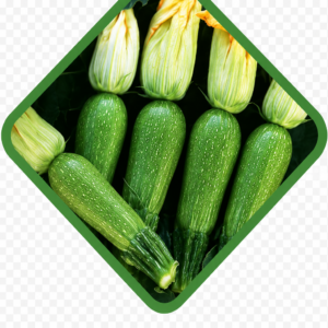 كوسا هجين سمر
